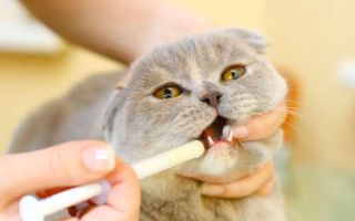 Обзор суспензий от глистов для кошек, как их давать