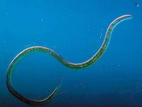 Общая характеристика круглых червей, что такое нематоды и как с ними бороться