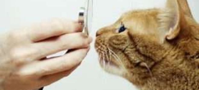 Симптомы и лечение токсокароза у кошек