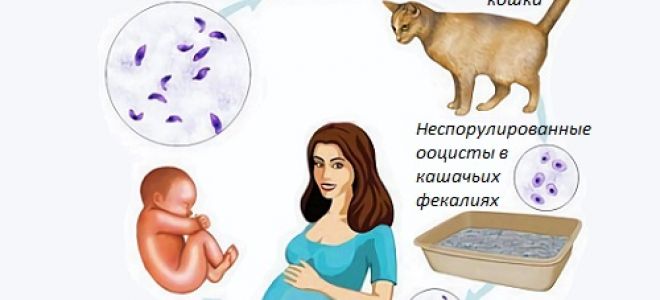 Симптомы и способы заражения токсоплазмозом при беременности: чем опасен и лечение