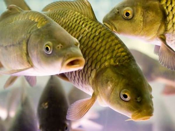 Какие паразиты в морской и речной рыбе опасны для человека