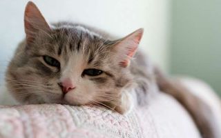 Симптомы и лечение дирофиляриоза у кошек