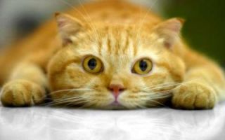 Бывают ли у кошек острицы, симптомы и лечение заболевания