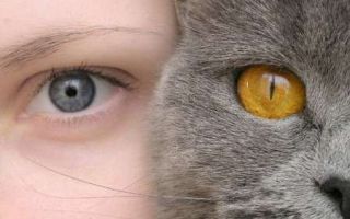 Симптомы и лечение токсоплазмоза глаза у человека