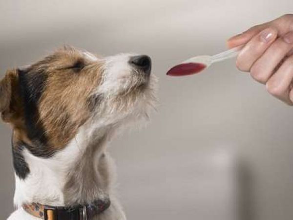 Популярные суспензии от глистов для собак и щенков мелких пород