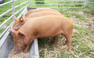 Как заражаются свиным цепнем и симптомы у человека, характеристика и лечение