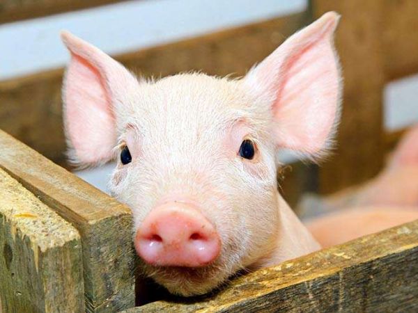 Симптомы и лечение глистов у свиней, можно ли есть мясо