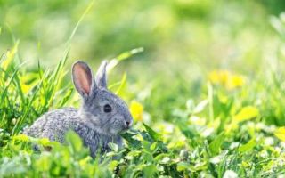 Признаки, симптомы и лечение глистов у кроликов