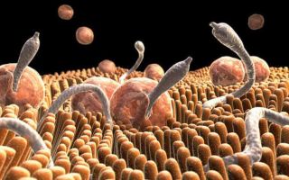 Сколько живут глисты в организме человека, их инкубационный период