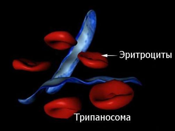 Симптомы, лечение и профилактика африканского трипаносомоза