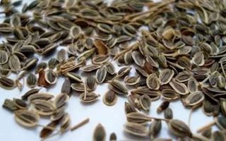 Действенные рецепты с использованием семян укропа от паразитов