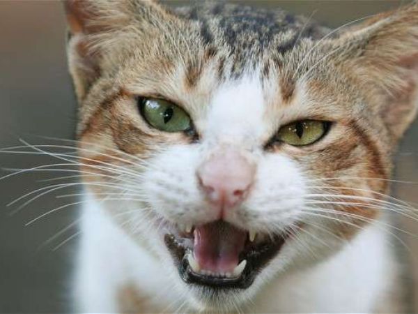 Симптомы и лечение саркоптоза у кошек