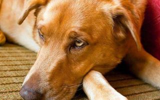 Симптомы и лечение аскаридоза у собак
