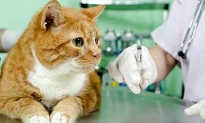 Проверяем кошку на заражение токсоплазмозом с помощью анализа крови