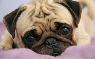 Признаки, симптомы и лечение саркоптоза у собак