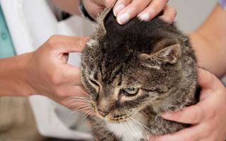 Симптомы и лечение паразитов у кошек, какие из них передаются человеку