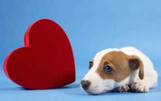Симптомы и лечение дирофиляриоза (сердечных глистов) у собак