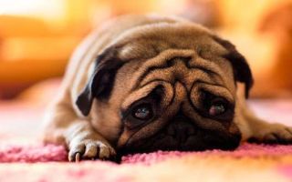 Симптомы и лечение токсоплазмоза у собак