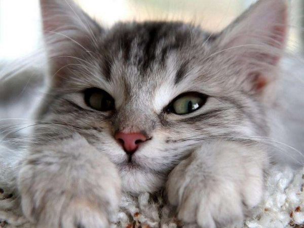 Описание антигельминтных средств для котят, что лучше давать от глистов