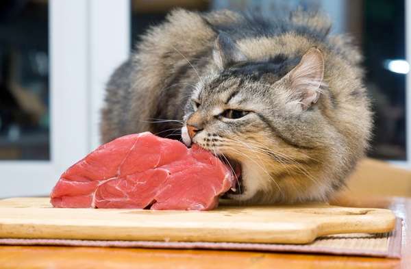 мясо и кошка