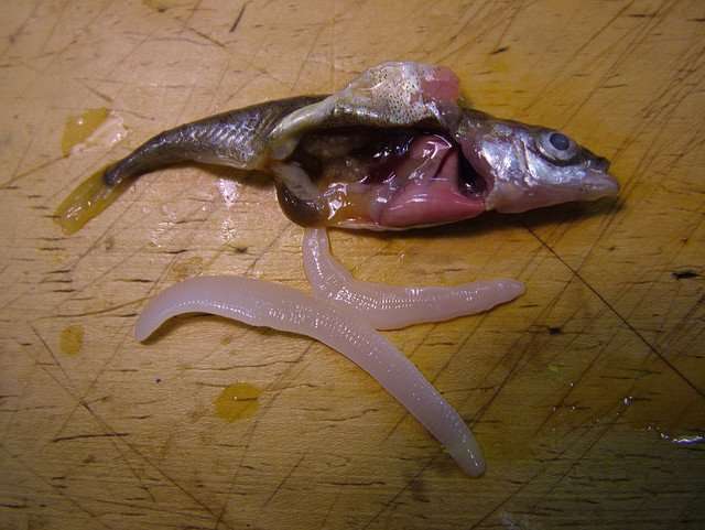 солитерная рыба