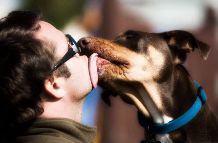 поцелуй собаки