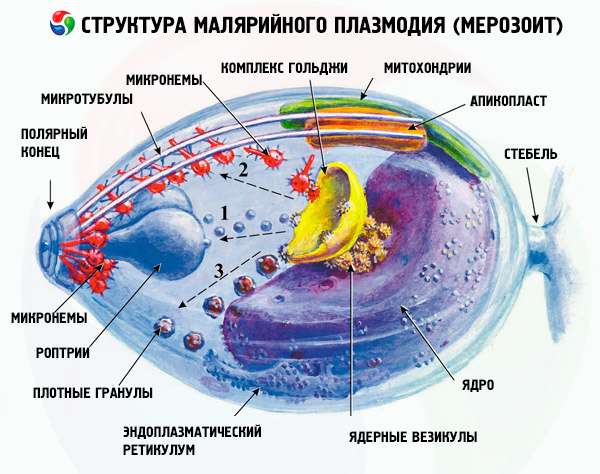 структура малярийного плазмодия