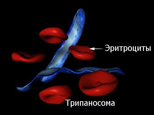 паразит трипаносома