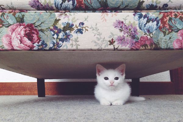 кот под кроватью