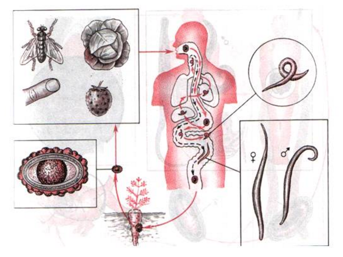 В каких органах личинки аскариды. Жизненный цикл аскариды пути заражения. Жизненный цикл аскариды схема. Жизненный цикл гельминтов в организме человека. Циклы паразитических червей аскариды.