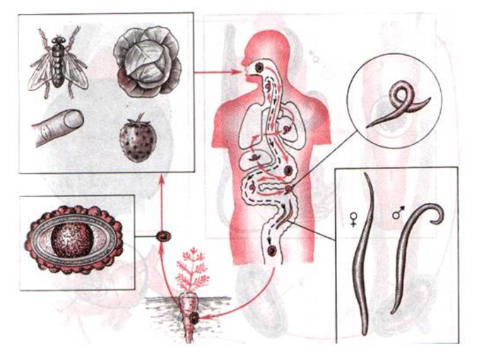 Развитие круглых червей. Жизненный цикл гельминтов в организме человека. Аскарида жизненный цикл и заражение. Жизненный цикл аскариды человеческой. Циклы развития червей-паразитов аскариды человеческой.