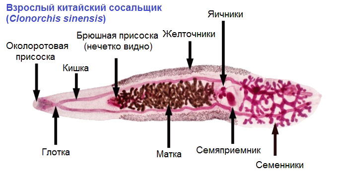 Китайский печеночный сосальщик