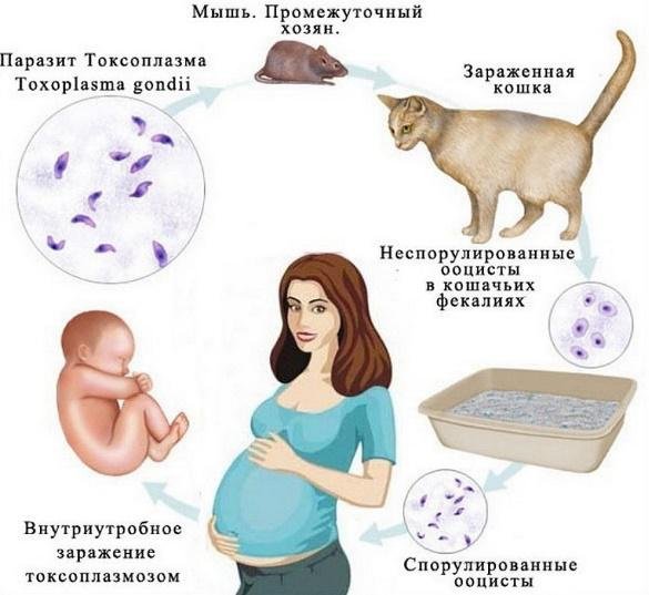 токсоплазмоз при беременности