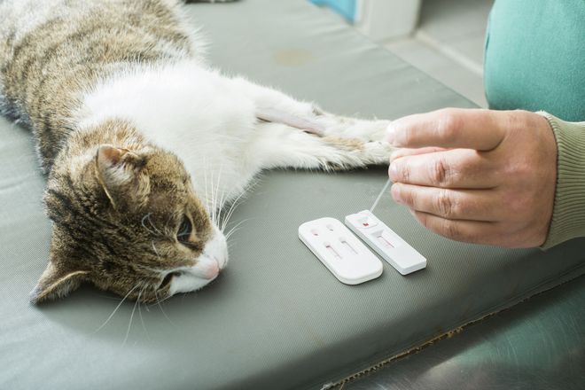 Анализ крови у кота