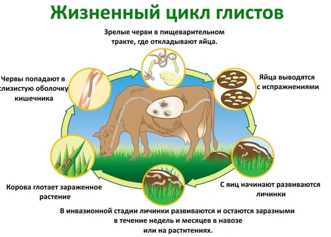 Жизненный цикл глистов у коровы