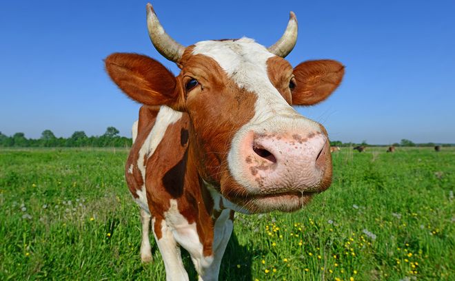 Счастливая корова