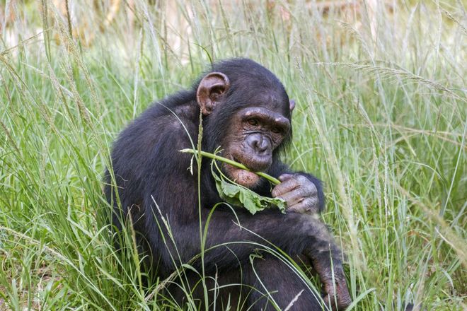 Шимпанзе ест траву