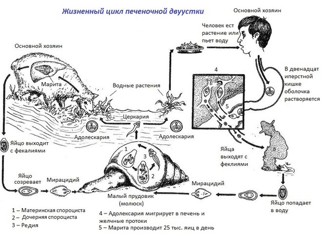 Как человек заражается двуусткой