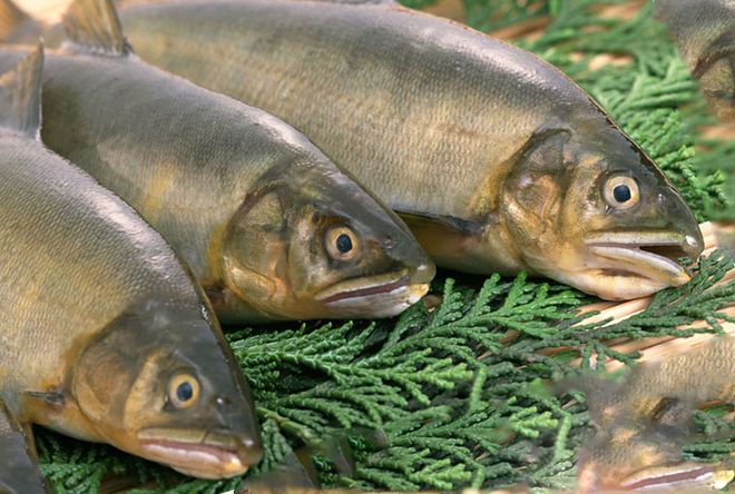 Паразиты в красной рыбе: есть ли и опасны ли